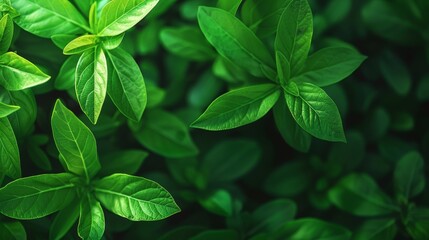 Close-up of vibrant green leaves with a dark background