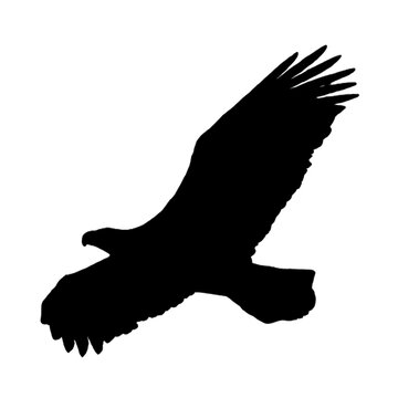 recommend clip art: Eagle Drawing | Eagle Outline | Eagle Clipart
