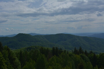 Naklejka premium forest in the mountains