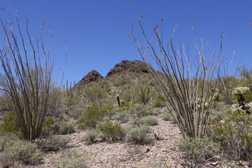 Desert landscape at Organ Pipe Cactus National Monument, Arizona