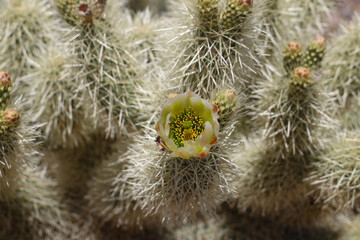 Teddy-bear cholla cactus with yellow flowers, close-up
