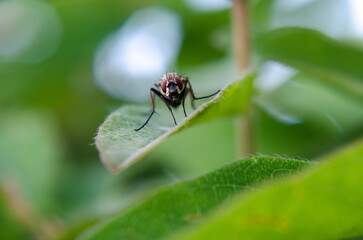 Fly on a leaf