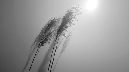  A photo of sea oats against a foggy backdrop, with sunlight illuminating the scene