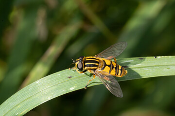 Sumpfschwebfliege (Helophilus pendulus) sitzt auf einem Blatt