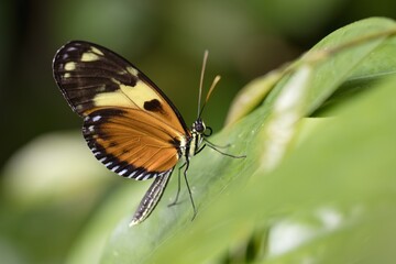 butterfly on leaf