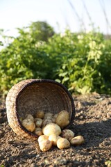 Overturned wicker basket with fresh ripe potatoes outdoors