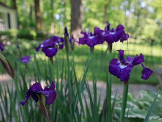 Iris Garden in Bloom 