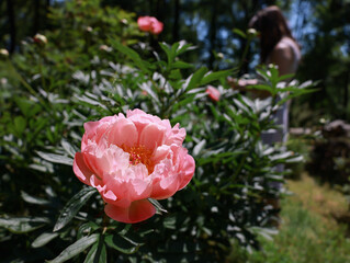 Peony Garden in Bloom 