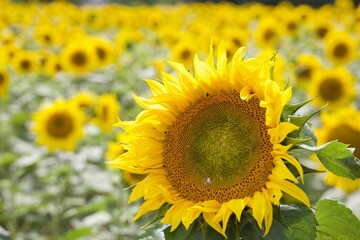 Nahaufnahme Sonnenblumenbl&uuml;te