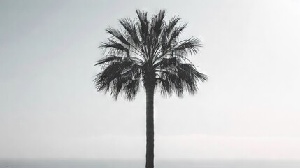   A monochrome photograph captures a majestic palm tree framing a misty body of water amidst a hazy backdrop