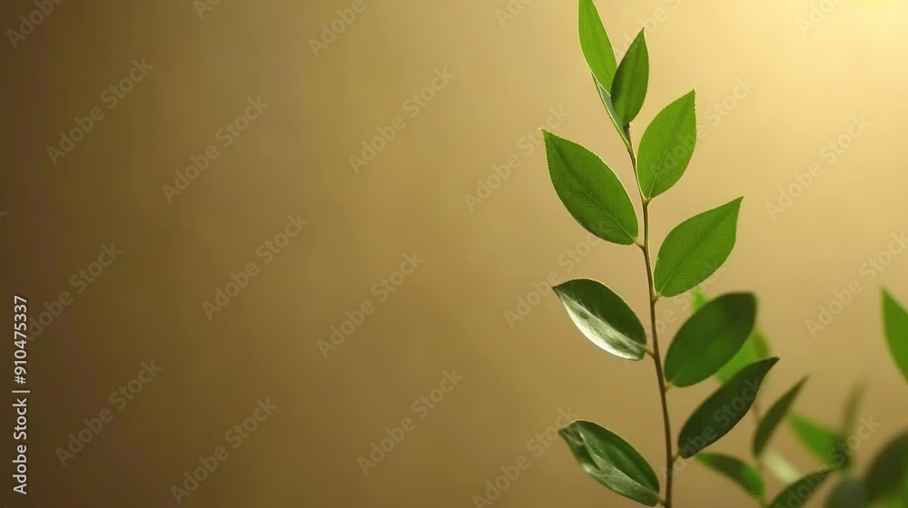 Canvas Prints   Close-up of a green plant with water droplets on its leaves and a light background