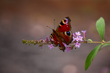piękny motyl © Emilia
