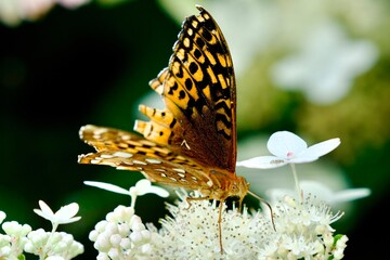 great spangled fritillary butterfly on flower