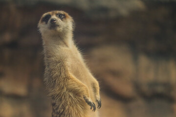 Fototapeta premium Meerkat on Guard