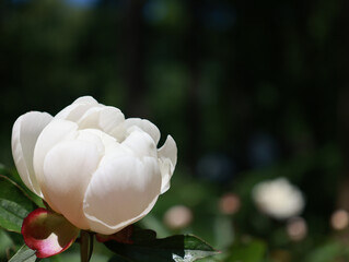 Peony Garden in Bloom 