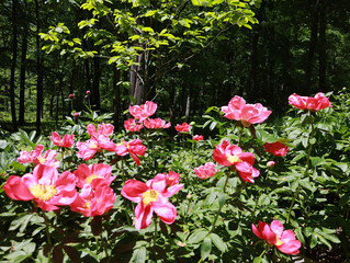 Peony Garden in Bloom 