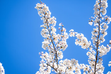White blossom flower pattern. Nature background. Plum-tree flowers. Flower pattern design. Blossom pattern. Flower pattern for advertising.