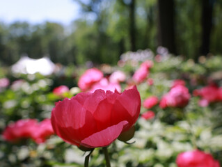 Fototapety na wymiar - Fototapeta24.pl