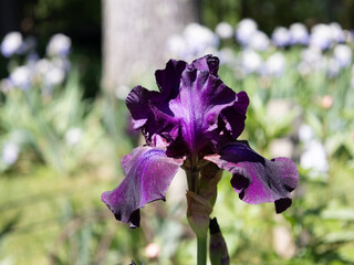 Iris in a Peony Garden in Bloom 