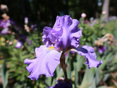 Iris in a Peony Garden in Bloom 