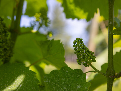 Growing Grapes at the Winery 