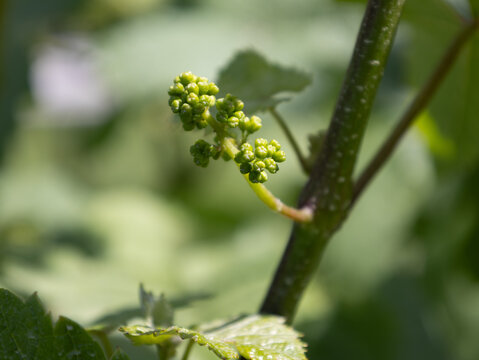 Growing Grapes at the Winery 