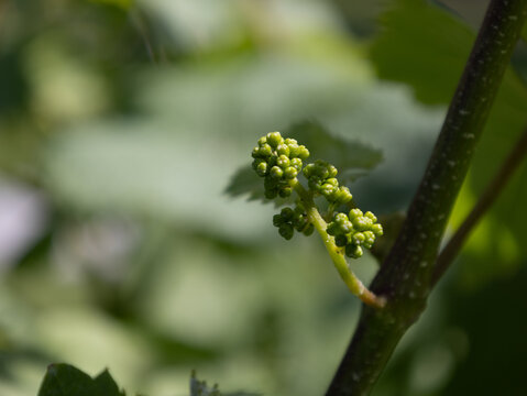 Growing Grapes at the Winery 