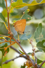 Lycaenidae / Mor Meşe / Purple Hairstreak / Quercusia quercus © Yasin
