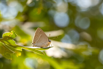 Lycaenidae / Mor Meşe / Purple Hairstreak / Quercusia quercus