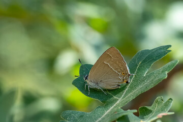 Lycaenidae / Mor Meşe / Purple Hairstreak / Quercusia quercus