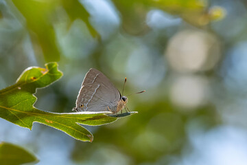 Lycaenidae / Mor Meşe / Purple Hairstreak / Quercusia quercus