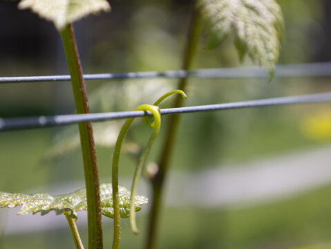 Growing Grapes at the Winery 