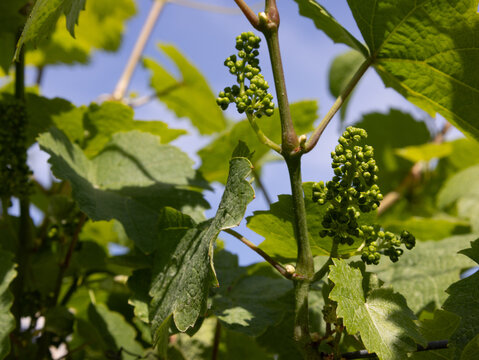 Growing Grapes at the Winery 