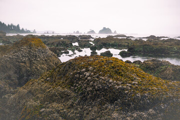 Tidal pools of the Olympic National Park, Pacific Ocean, coast line, Dramatic Rocky Coastline