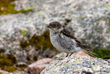 Female snow bunting on the summit of Cairngorm mountain, Scotland 