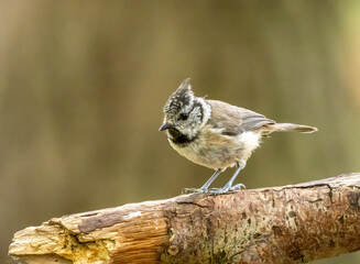 Rare scottish highlands woodland bird, the crested tit, perched on a branch in the forest