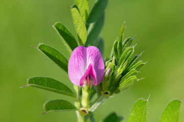 Macro shot of a common vetch (vicia sativa) flower