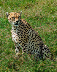 Female Cheetah Gazing into the Distance