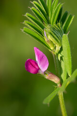 Obraz premium Macro shot of a common vetch (vicia sativa) flower