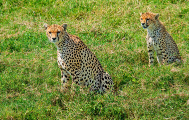 Obraz premium She-Cheetah Sitting with One of Her Cubs