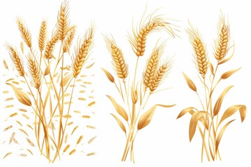 wheat, rye, and barley ears: ideal for baking. isolated on white