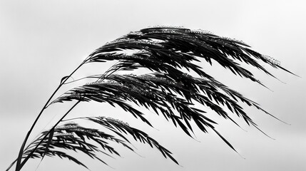 Obraz premium A monochromatic image featuring a lush plant against a muted backdrop of gray clouds