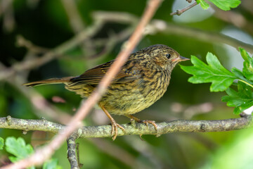 Dunnock (Prunella modularis) - Commonly found in hedgerows and gardens