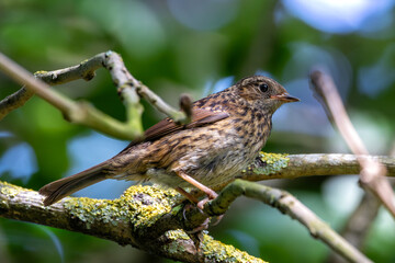 Dunnock (Prunella modularis) - Commonly found in hedgerows and gardens