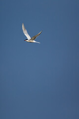 Common Tern (Sterna hirundo) - Commonly found in coastal regions and inland waterways