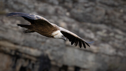 Flying Vulture