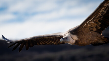 Flying Vulture