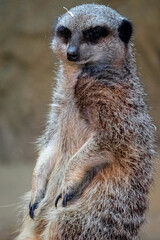 Close up of Meerkat