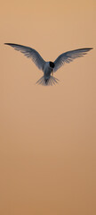 Common tern flying at sunset