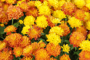 Fresh bright orange chrysanthemums Sarlat bushes in autumn garden